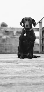 Portrait of dog sitting outdoors