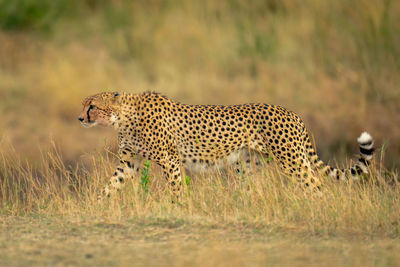 Cheetah on field