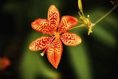 Close-up of orange blackberry lilly flowering plant