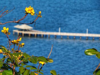 Close-up of yellow flowering plant by lake