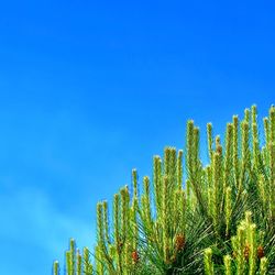 Low angle view of plants against blue sky