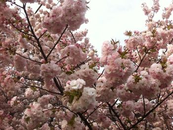 Low angle view of cherry blossom tree