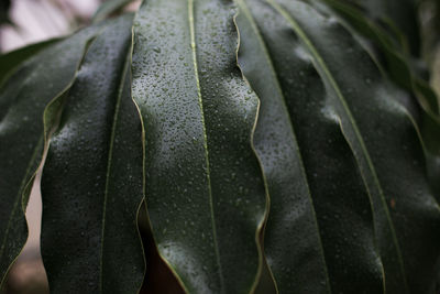 Close-up of water drops on leaf