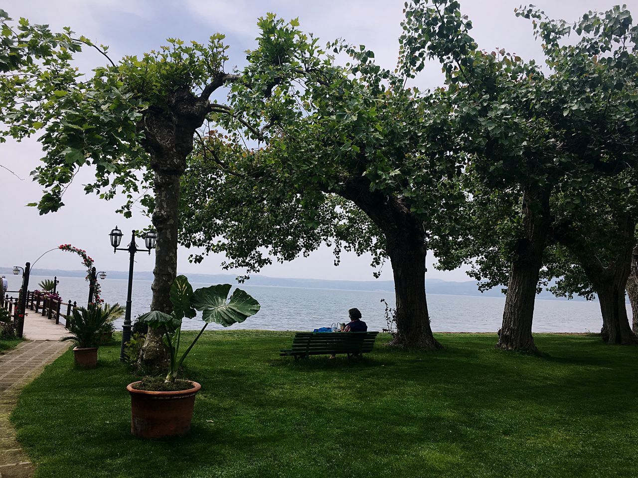 tree, grass, growth, tranquility, tranquil scene, green color, bench, nature, sky, park - man made space, field, beauty in nature, branch, scenics, tree trunk, landscape, park, shadow, lawn, day