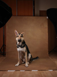 Portrait of dog sitting on wooden floor