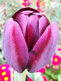 Close-up of pink flowers blooming outdoors
