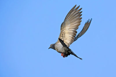 Low angle view of a bird flying