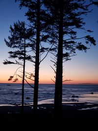 Silhouette trees on beach against sky during sunset