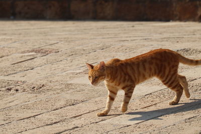 Cat walking on footpath