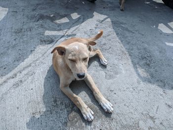 High angle view of dog lying on footpath