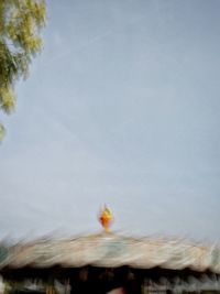 Close-up of bird against blue sky