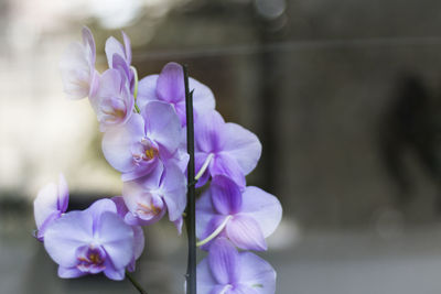 Close-up of purple flowering plant