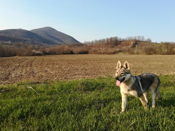 View of a dog on field