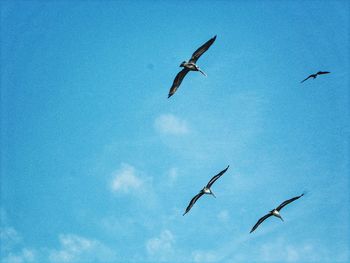 Low angle view of birds flying against clear blue sky