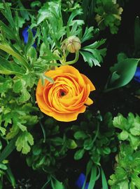 Close-up of orange rose