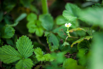 High angle view of flowering plant on field
