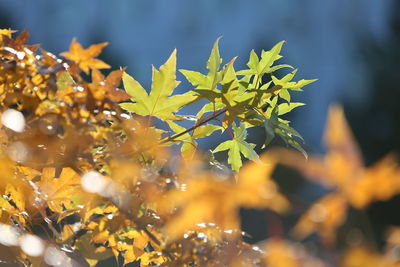 Close-up of yellow maple leaves