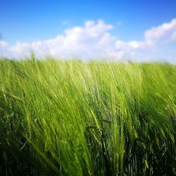 Close-up of wheat growing on field against sky