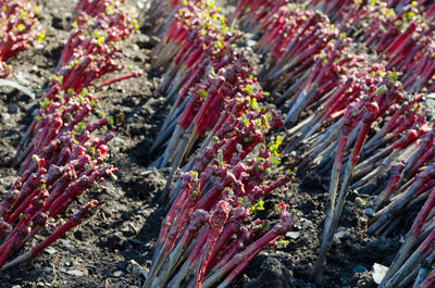 High angle view of vegetables