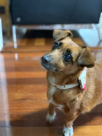 Dog looking away while standing on hardwood floor