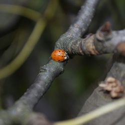 Close-up of bird perching on branch