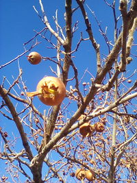 Low angle view of fruits on tree