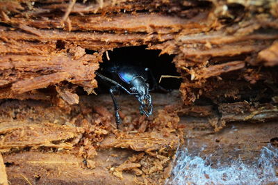 Close-up of insect on wall