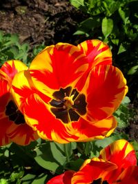 Close-up of red flowering plant