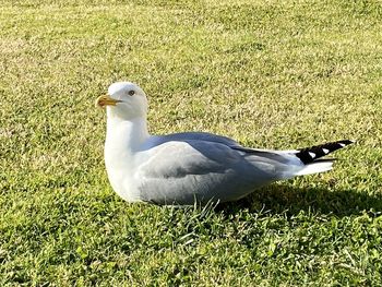 Side view of seagull on grass