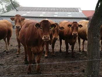 Cows standing in a fence