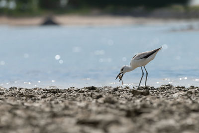 Bird on beach