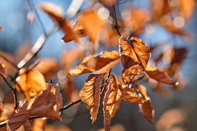 Close-up of dried autumn leaves