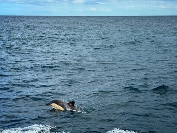 High angle view of bird in sea