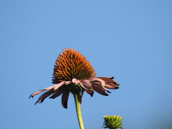 Low angle view of flowering plant against clear blue sky