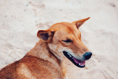 Close-up of dog