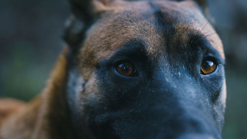 Belgian malinois looking straight at the camera