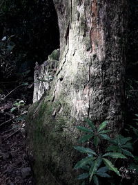 Close-up of tree trunk in forest