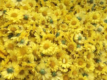 Full frame shot of yellow flowers