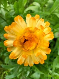 Close-up of yellow flower blooming outdoors