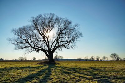Bare tree on field against clear sky