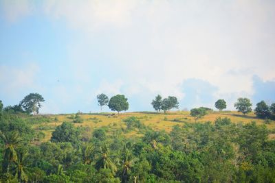 Trees on field against sky