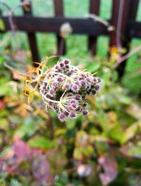 Close-up of pink flower blooming in garden