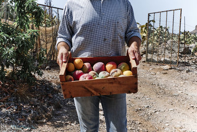 Farmer carrying harvested mangoes in crate while standing in farm