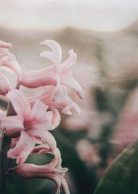 Close-up of pink flowering plant