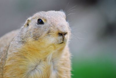 Close-up of gopher