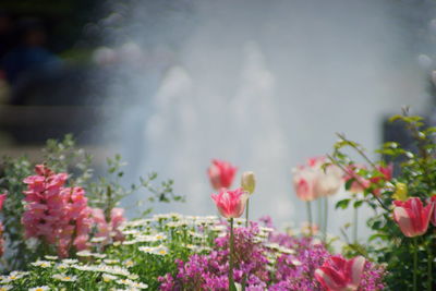 Close-up of pink flowering plants in park