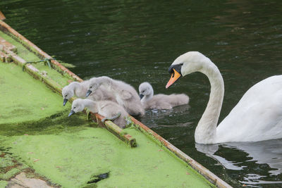 Close-up of mute swan with cygnets in pond