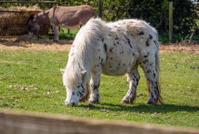 Horses grazing in a field