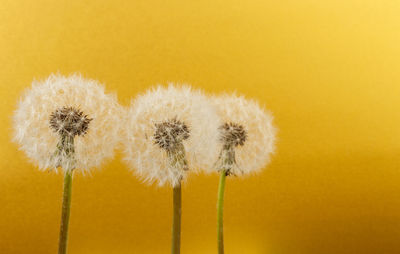 Close-up of dandelion against yellow background