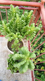 High angle view of plants